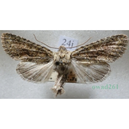 Dryobotodes eremita (Fabricius, 1775) Slovakia24j